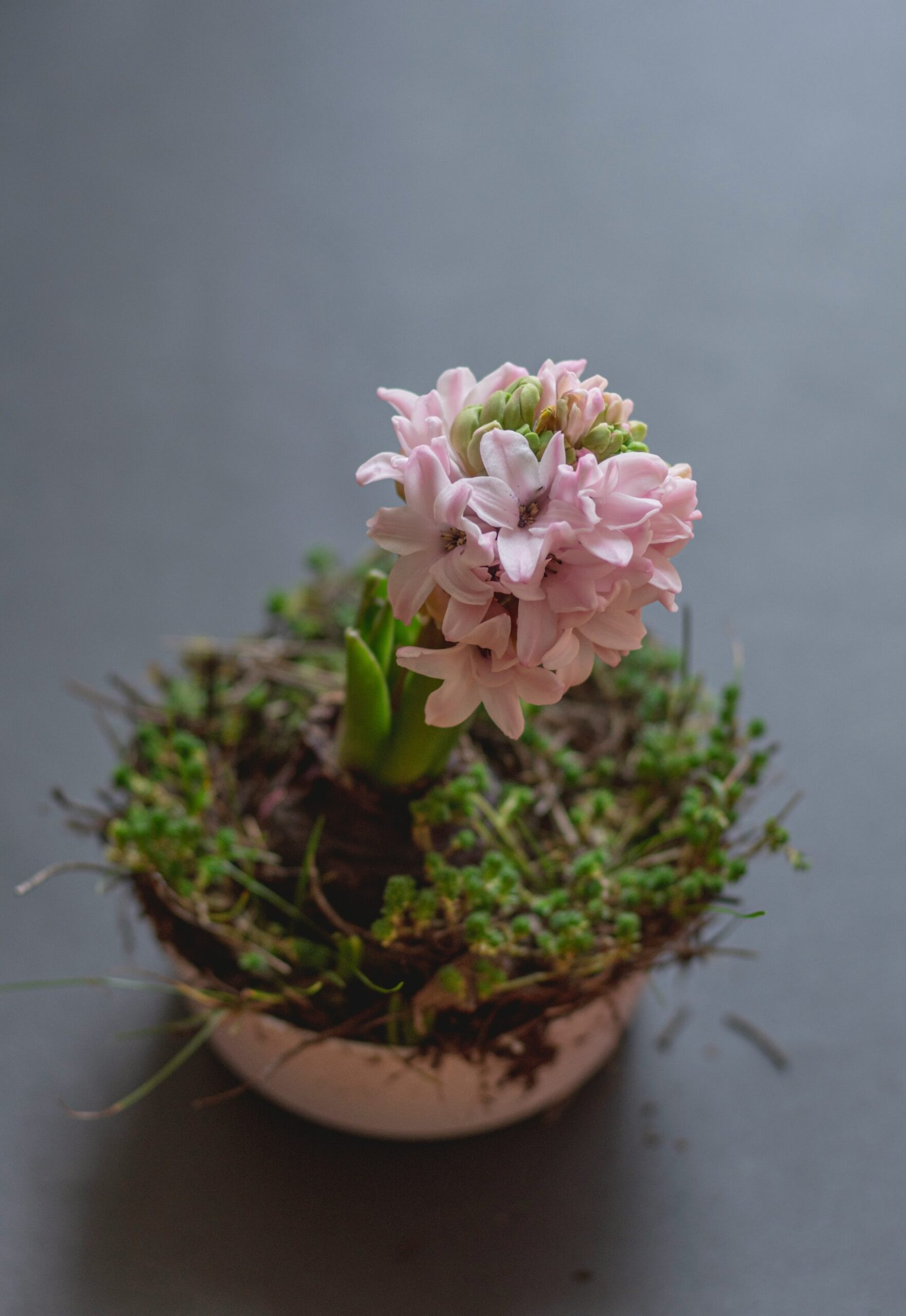 a small potted plant with pink flowers on a table